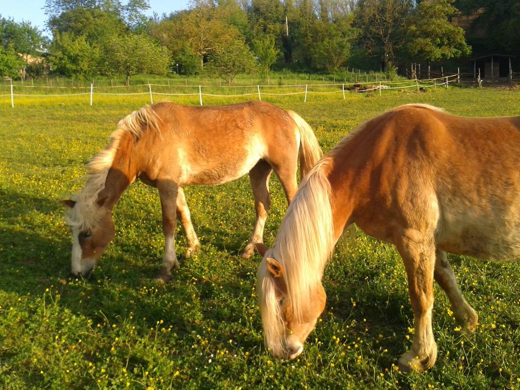 Il Mugello B&B Vicchio Esterno foto